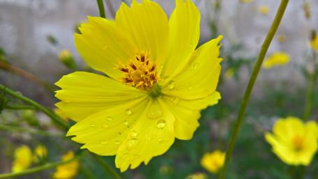 Vibrant Yellow Flower in Nature’s Embrace wallpaper