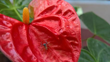 Vibrant Red Anthurium with Spider Detail in Garden Scene wallpaper