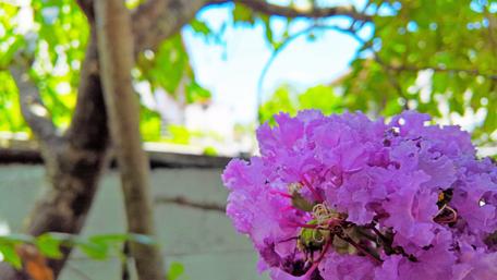 Blossoming Beauty of Purple Flowers in the Garden wallpaper