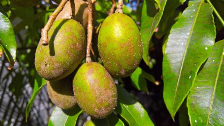 Fresh Green Fruit Hanging from a Lush Tree wallpaper