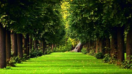 Pathway Through Nature's Green Glory wallpaper
