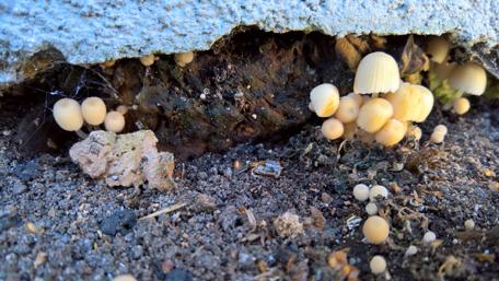 Magical Mushrooms in Natural Habitat wallpaper