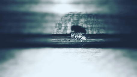 Nature's Tiny Marvels in Black and White wallpaper