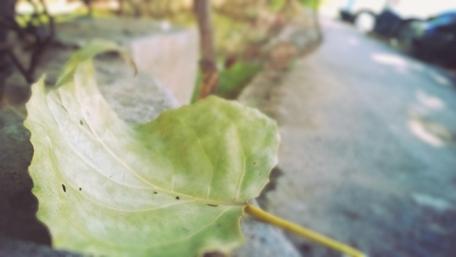 Nature’s Serenity Captured in a Leaf wallpaper