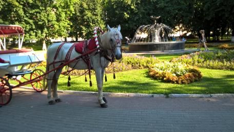 Elegant White Horse in Scenic Park Setting wallpaper