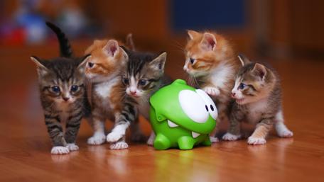 Playful Kittens and Toy Curiosity wallpaper