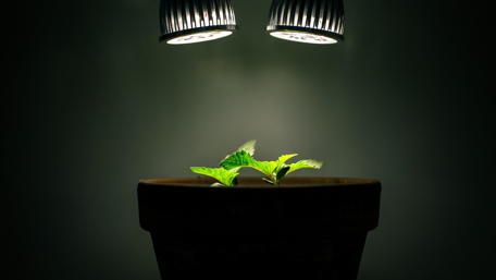 Green Growth Under Gentle Lights wallpaper