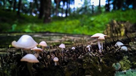 Whimsical Forest Mushrooms in 4K Quality wallpaper