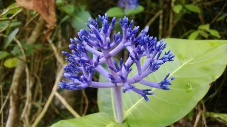 Vibrant Purple Blossom in Nature's Embrace wallpaper