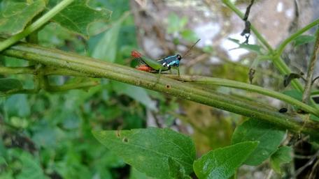 Vibrant Insect on Green Leaves wallpaper