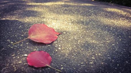 Autumn Leaves on a Pathway wallpaper