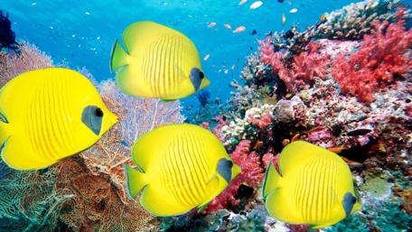 Vibrant Underwater Wonderland of Yellow Fish and Coral Reef wallpaper