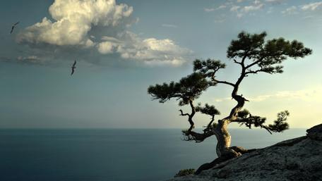Lone tree on the rocky ridge wallpaper