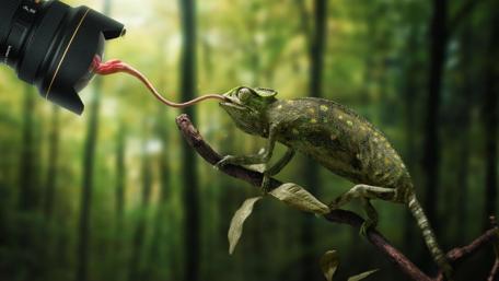 Chameleon Takes a Shot wallpaper