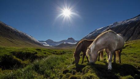 Majestic Horses Grazing Beneath a Sunlit Sky wallpaper