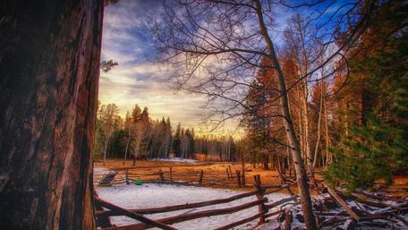 Tranquil Winter Forest Scene With Snowy Ground wallpaper