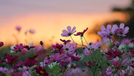 Vibrant Blossoms at Sunset Inspiration wallpaper