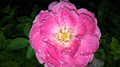 Vibrant Pink Bloom with Raindrops Shimmering in Nature's Embrace wallpaper
