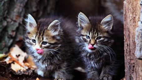 Playful Kittens Enjoying Nature's Wonders wallpaper