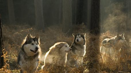 Majestic Wolves in a Mystical Forest Scene wallpaper