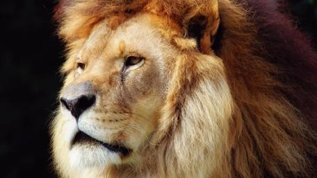 Majestic Lion Close-Up Wallpaper wallpaper