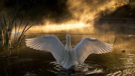 Majestic Swan Spreading Wings at Dawn wallpaper