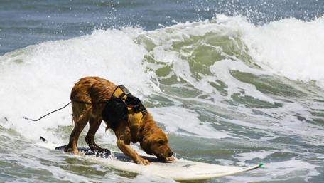 Surfing Golden Retriever Riding the Waves wallpaper