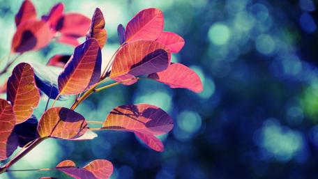 Vibrant Leaves Against a Dreamy Background wallpaper