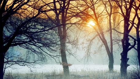 Serene Winter Sunrise in the Forest wallpaper