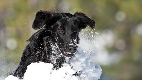 Joyful Dog Playing in Snowy Wonderland wallpaper