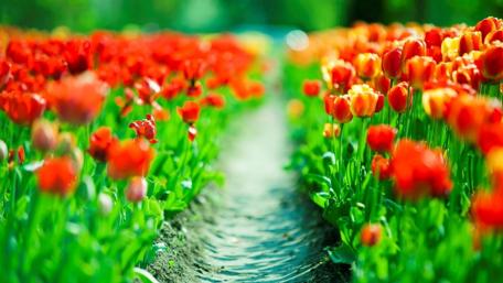 Vibrant Tulip Field Enhancing Spring Beauty wallpaper