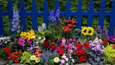 Vibrant Garden Flowers by Blue Fence wallpaper