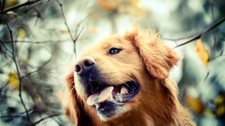 Golden Retriever Joy in Autumn Woods wallpaper