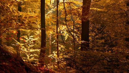 Autumn Serenity in the Forest wallpaper