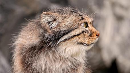 Majestic Wildcat Staring Into the Distance wallpaper