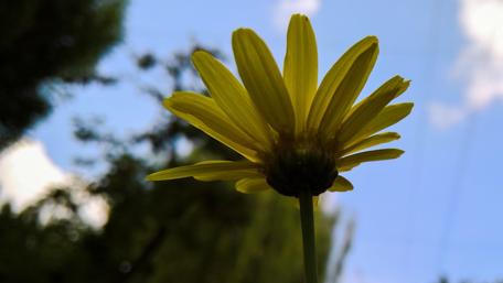 Bright Yellow Flower Against a Summer Sky wallpaper