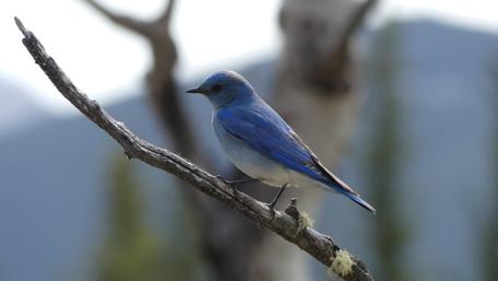 Bluebird Perched on a Branch wallpaper
