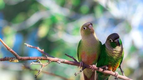 Vibrant Parrots in Their Natural Habitat wallpaper