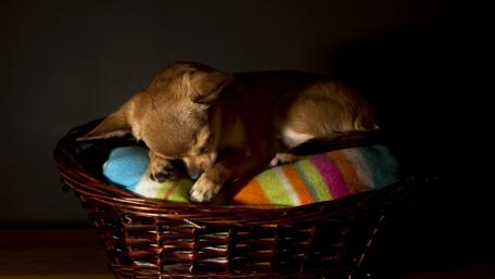 Cute Dog Sleeping Peacefully in a Cozy Basket wallpaper