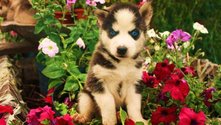 Puppy Paradise in a Flower Garden wallpaper