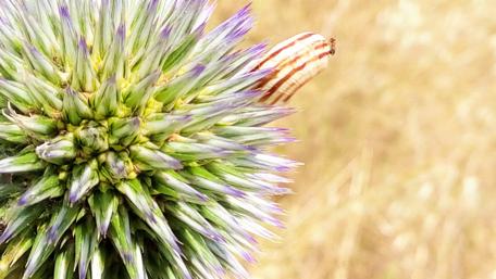 Snail on a Vibrant Flower Blossom in Nature wallpaper