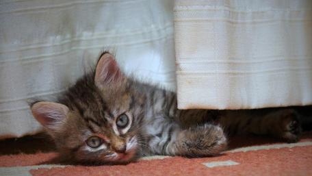 Sneaky Kitten Undercover Adventure wallpaper