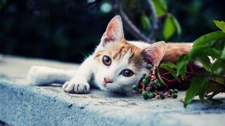 Charming Cat Relaxing in Nature wallpaper