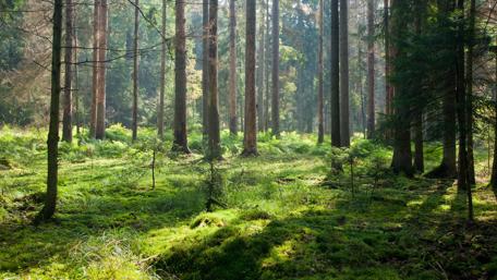 Serene Forest Awakening wallpaper
