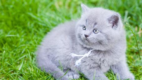 Fluffy Gray Kitten on Green Grass wallpaper