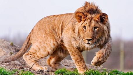 King in Motion: Grace and Power on the Prowl wallpaper