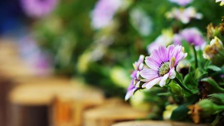 Delicate Pink Blossoms in Bloom wallpaper