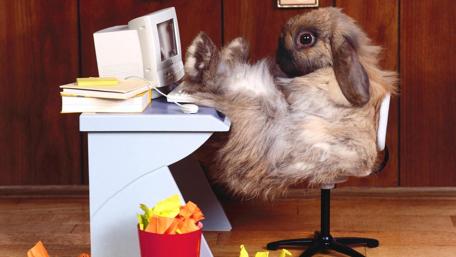 Bunny Boss Takes a Break wallpaper