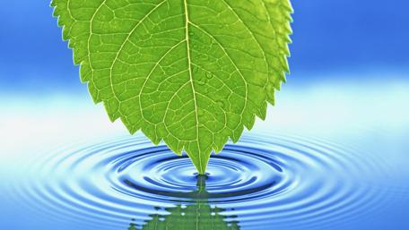 Green Leaf and Serene Water Ripples wallpaper