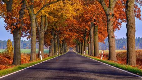 Autumn Road Surrounded by Golden Trees wallpaper